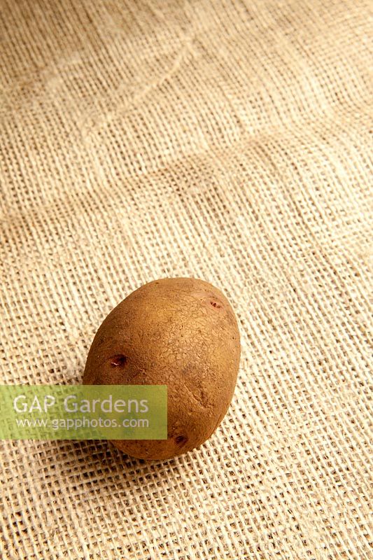 Potato 'Carolus' A new variety, early maincrop. Blight Resistant. AGM