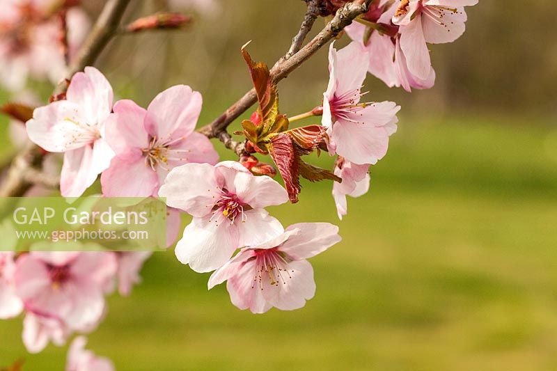 Prunus 'Jacqueline' Cherry blossom