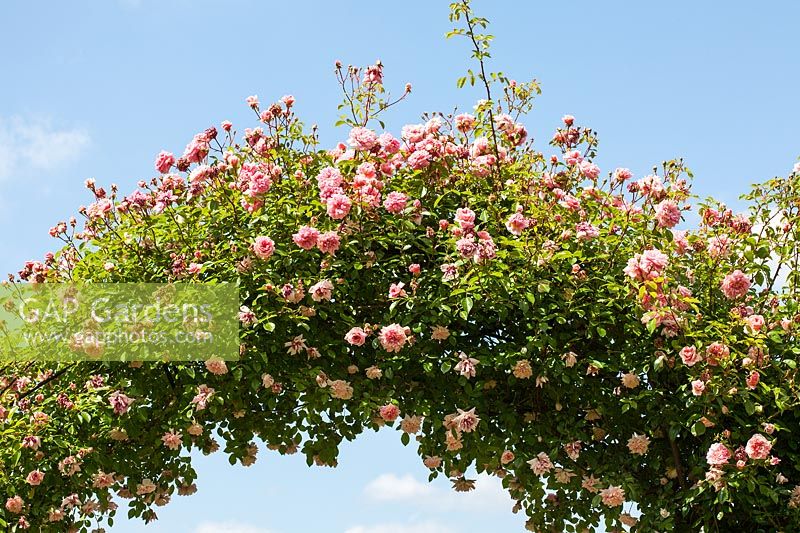 Rosa 'Paul Transon' AGM - Rambling or Rambler Rose trained over an arch. Credit must include: © Jo Whitworth