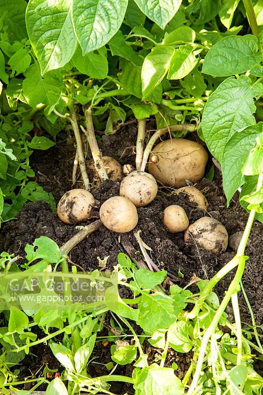 Potato 'Rocket' freshly dug - First Early