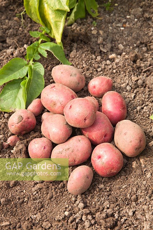 First Early Potato 'Red Duke of York' AGM freshly dug