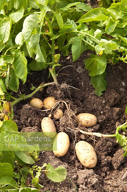 Freshly dug Potato 'Lady Christl' still attached to plant. First Early New Potato