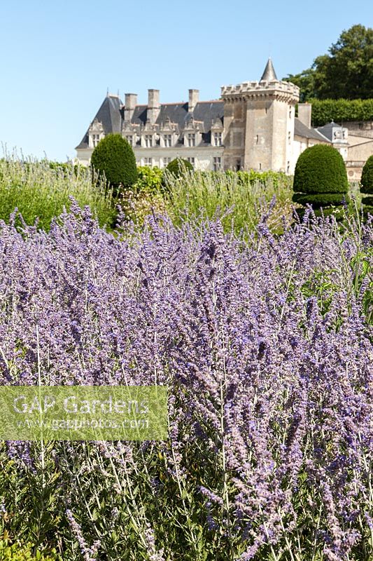 Informal perennial planting combined with formal topiary in the gardens of the Chateau de Villandry, France.