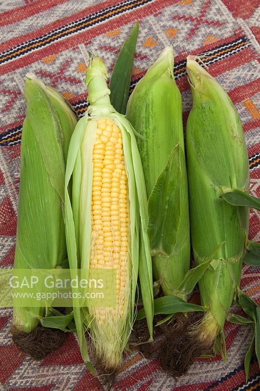 Freshly picked Sweetcorn, Corn on the Cob, Maize showing ripe yellow kernels