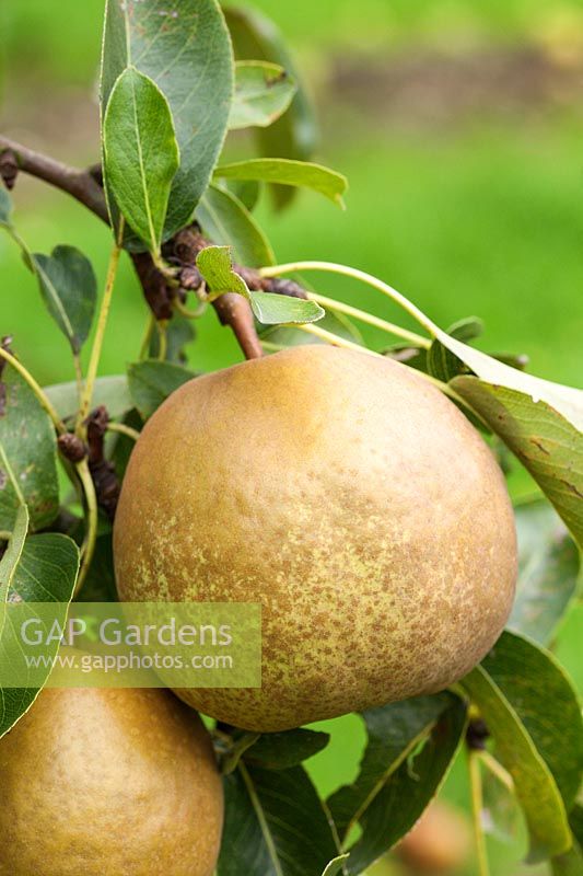 Dessert Pear Delbard d'Automne = 'Delsanne' also known as 'Goldember'. Pyrus communis. Credit must include: © Jo Whitworth