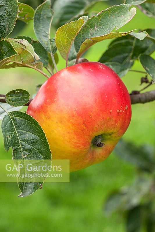Apple 'Hollandbury' Malus domestica