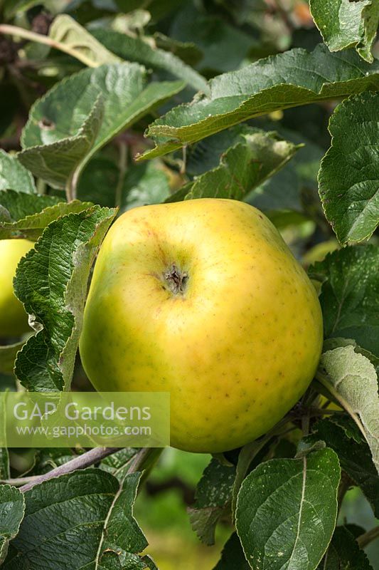 Apple 'Measday's Favourite' Malus domestica - Cooking apple. Credit must include: © Jo Whitworth