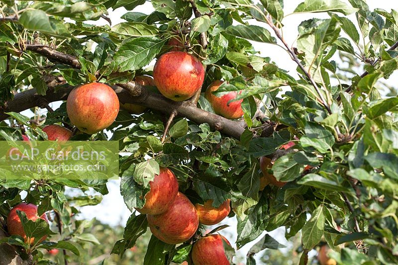 Apple 'Fiesta' - Malus domestica - Dessert apple. Synonym 'Red Pippin'. Credit must include: © Jo Whitworth