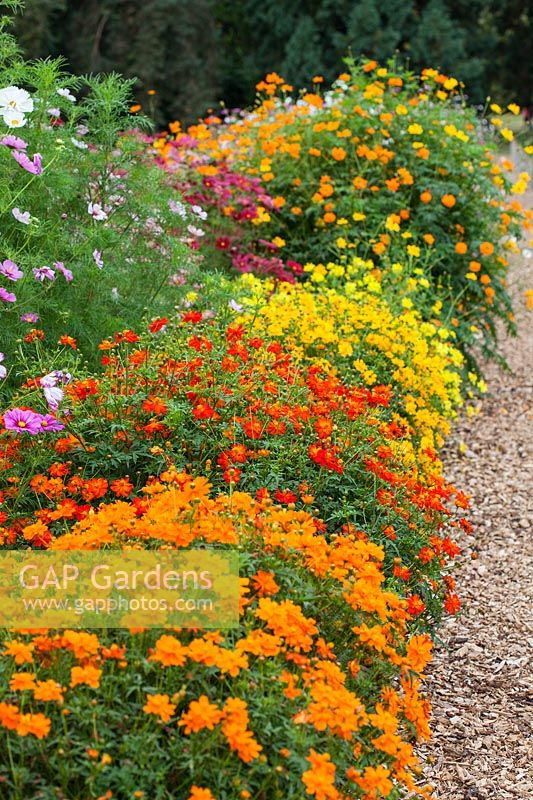 Compact varieties of Cosmos in the Plant Trials at RHS Gardens, Wisley, Surrey. 2016 was named the year of the Cosmos.