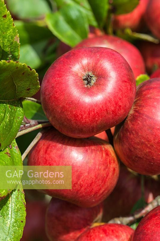 Malus domestica 'Brown's Apple' - cider apple fruit in autumn