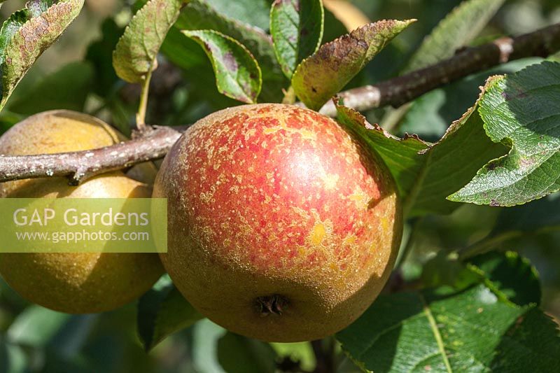 Malus domestica 'Ashmead's Kernel' AGM - dessert apple fruit in autumn