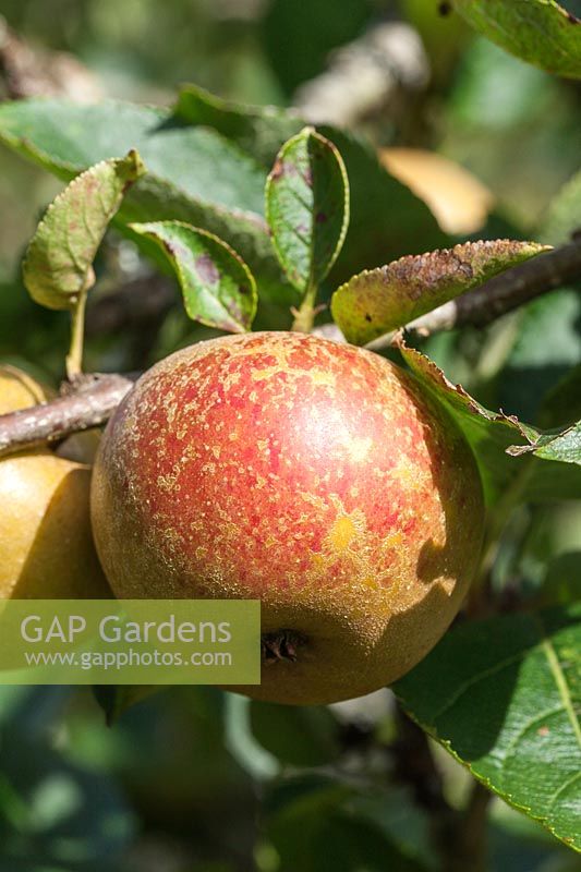Malus domestica 'Ashmead's Kernel' AGM - dessert apple fruit in autumn
