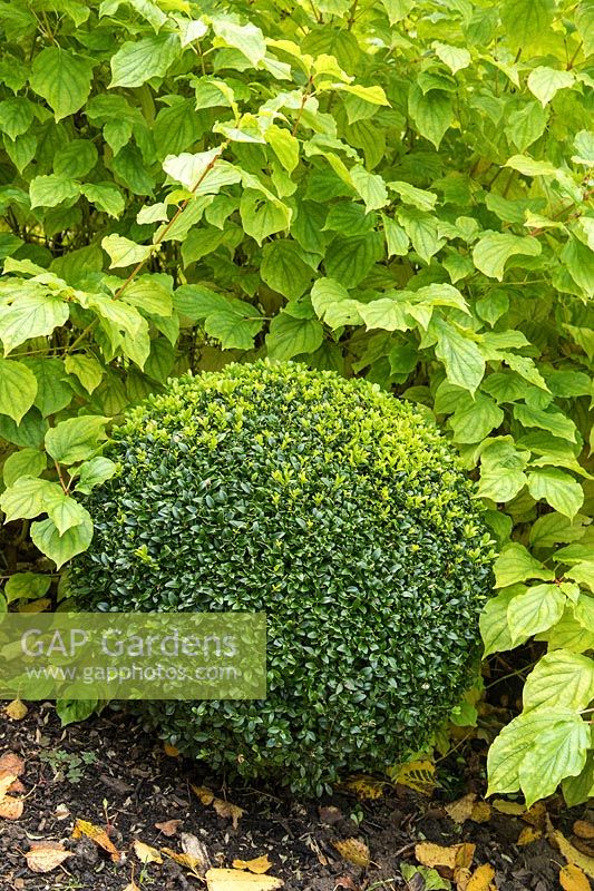 Buxus sempervirens - Clipped Topiary Box balls