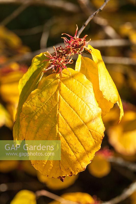 Hamamelis virginiana 'Mohonk Red' - Witch Hazel - colourful foliage in autumn with flowers