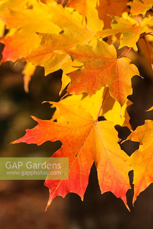 Acer saccharum - colourful Sugar Maple foliage in autumn