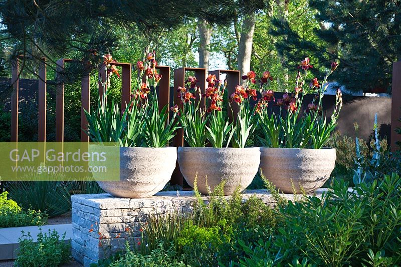 Iris 'Action Front' in clay containers in The Daily Telegraph Garden at RHS Chelsea Flower Show 2010 designed by Andy Sturgeon