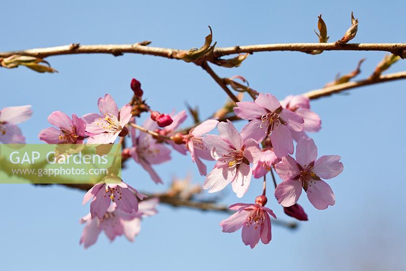 Prunus pendula 'Pendula Rosea' - Cherry blossom