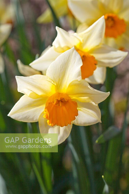 Narcissus 'Whiteley Gem' a historical daffodil dating from 1924