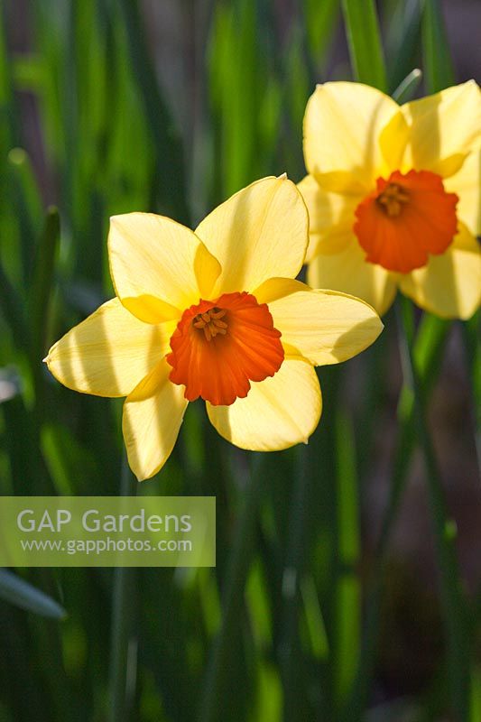 Narcissus 'Forest Fire' a historical daffodil dating from 1936