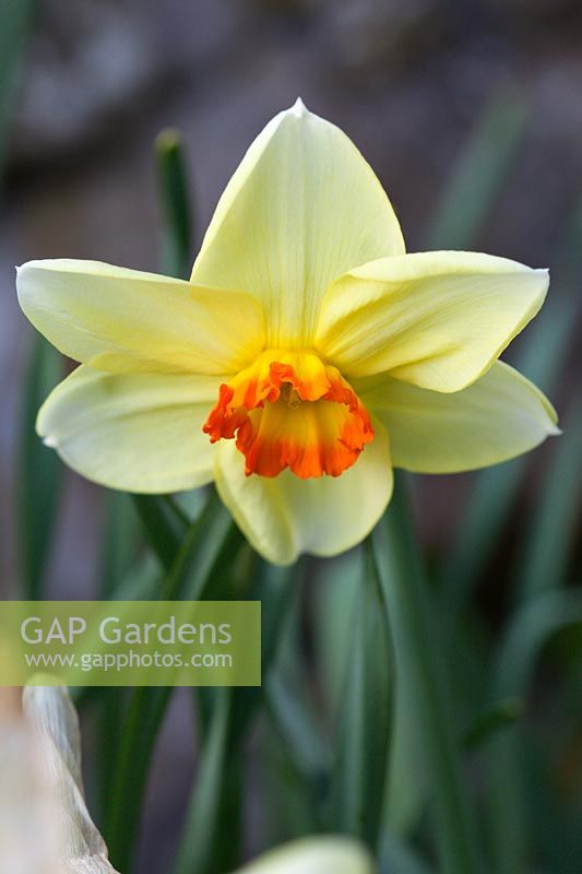 Narcissus 'Seraglio' a historical daffodil dating from 1922