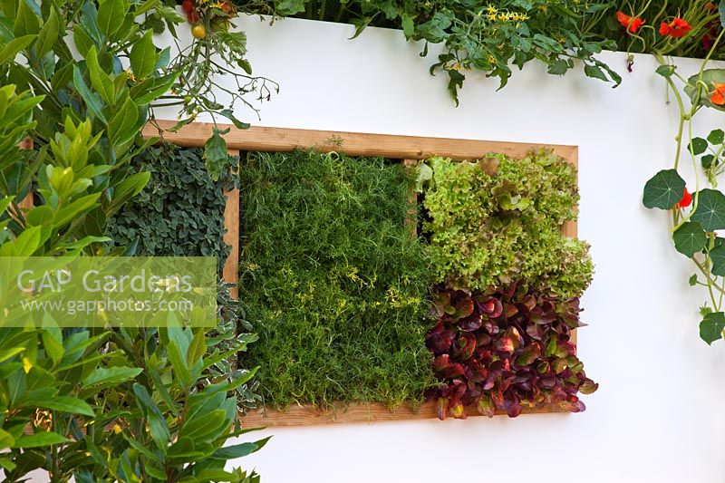 Herbs and Salads, 'The Potential Feast' garden design by R. Clarke-Wills and F. Godman-Dorington, RHS Hampton Court Flower Show 2011