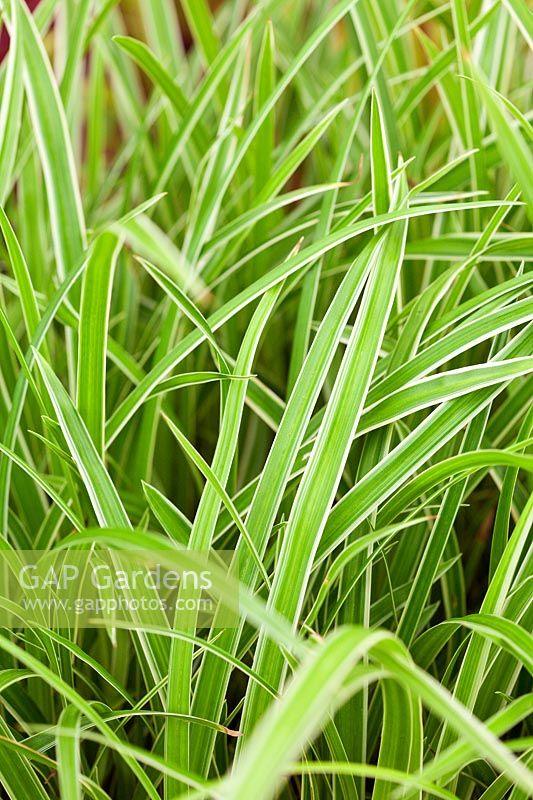 Carex morrowii 'Ice Dance' - Frosted Sedge