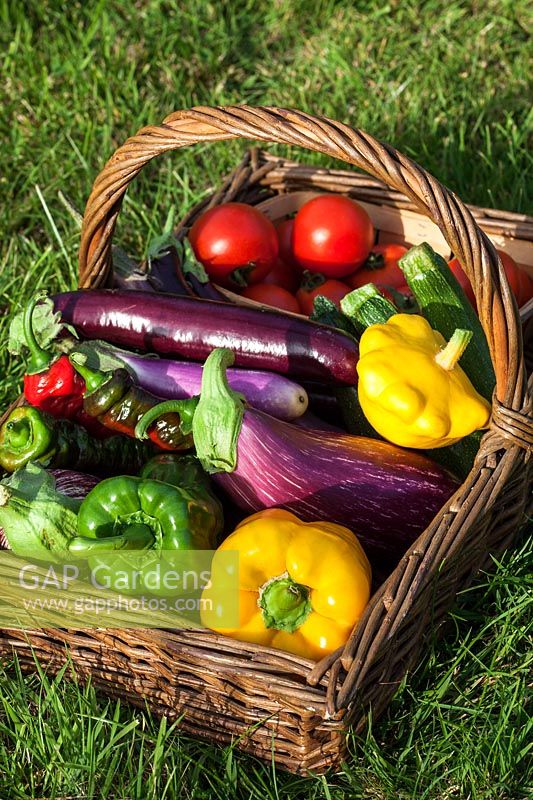 A basket of freshly harvested vegetables - tomatoes, summer squash, courgettes, aubergines, peppers