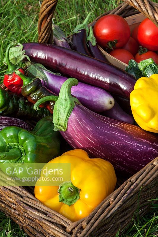 A basket of freshly harvested vegetables - summer squash, courgette, aubergines, romano peppers and bell peppers