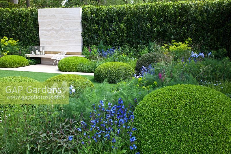 Formal Garden with Clipped topiary balls of Buxus sempervirens with Anchusa azurea 'Loddon Royalist'