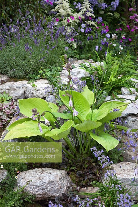 Hosta and Lavandula - Lavender plants growing among rocks and stones in a stony garden