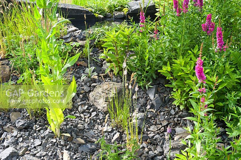 Hadlow College 'Green Seam' garden. Perennials growing in stoney ground