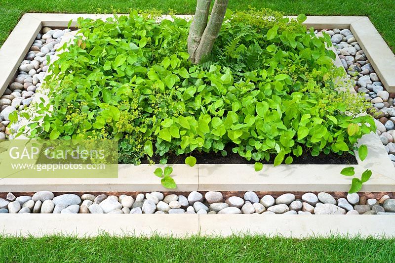Garden design feature of pebbles and white paving with Epimediums planted round the base of a tree.