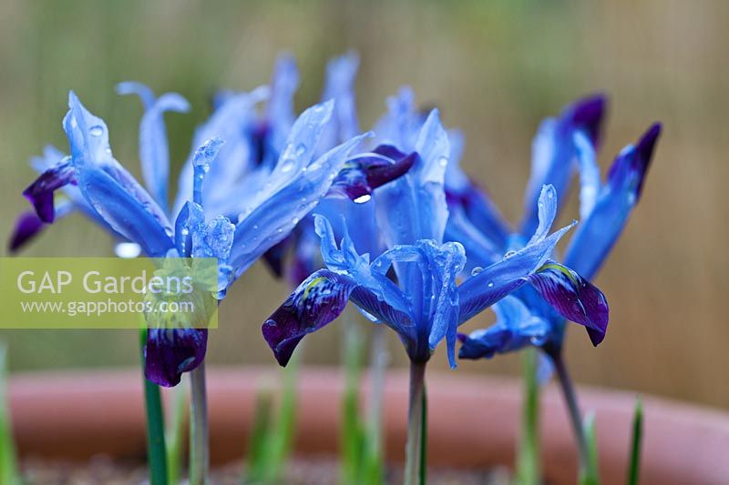 Iris histrioides 'Halkis' flowering in early spring