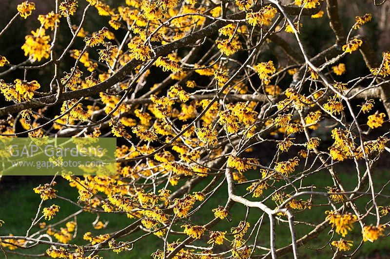 Hamamelis mollis 'Goldcrest' in flower - Witch Hazel