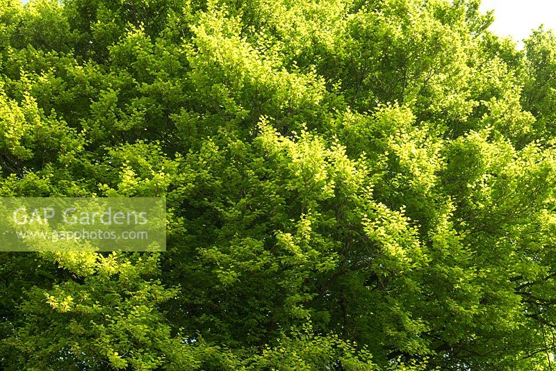 Spring foliage of Fagus sylvatica - Common Beech tree