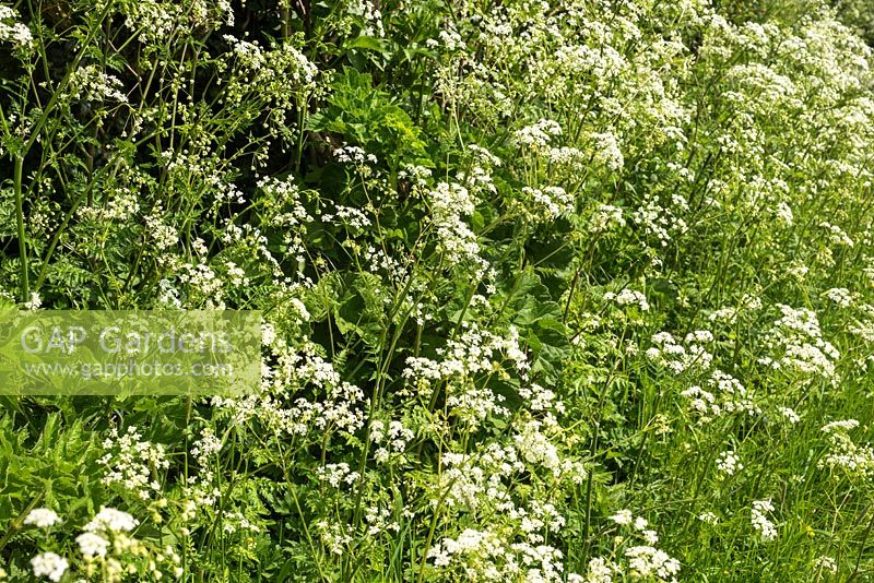 Anthriscus sylvestris - Cow Parsley flowering in a hedgerow during May. Hampshire, UK