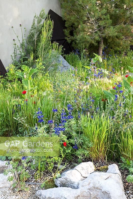 The Royal Bank of Canada Garden at the RHS Chelsea Flower Show 2016. Designer: Hugo Bugg.