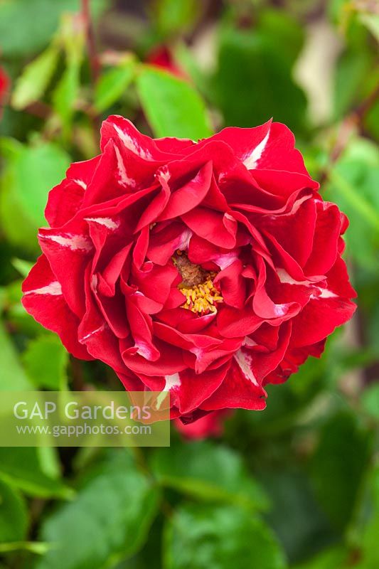 Rosa 'Lightning Strike' a new red floribunda rose