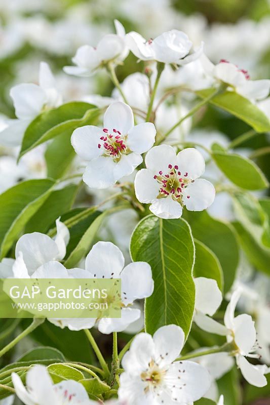Pyrus 'St Germain' - pear blossom in spring