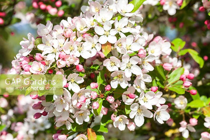 Malus 'Winter Gold' - Crab apple tree blossom in spring
