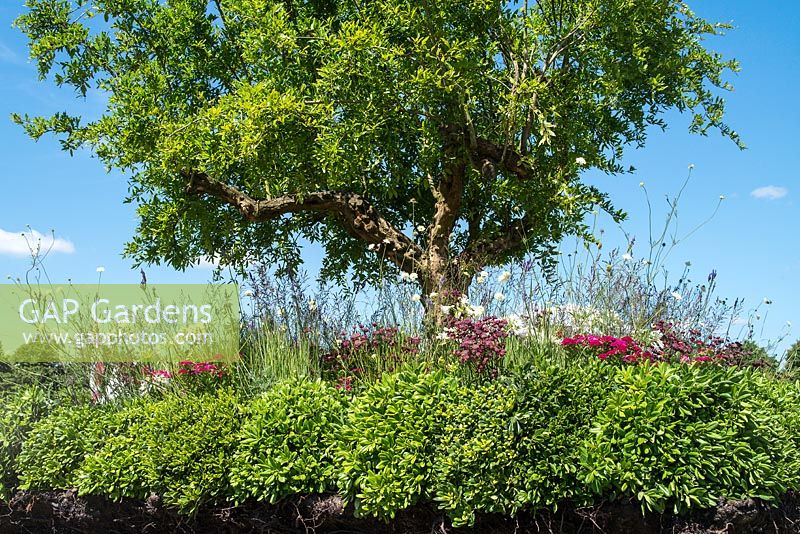 The Elements of Life garden at the RHS Hampton Court Flower Show 2017. Designer: Bill Wilder. Sponsors: SRUK ( Scleroderma and Raynaud's UK ), Eskilstuna 