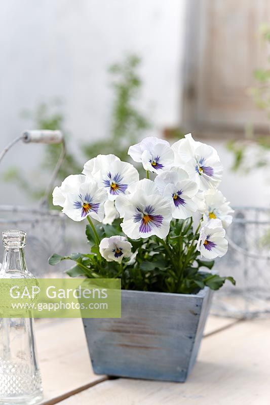 Tasty Viola F1 White with Blue Whiskers