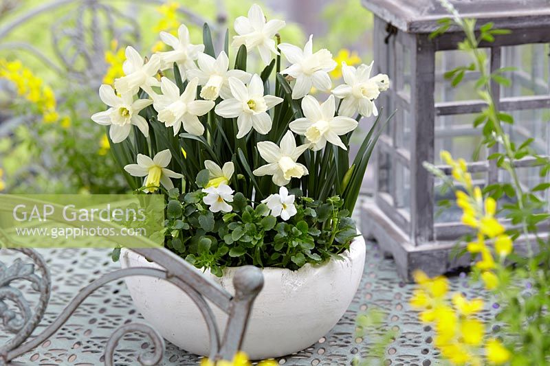 Narcissus Snow Baby Â®