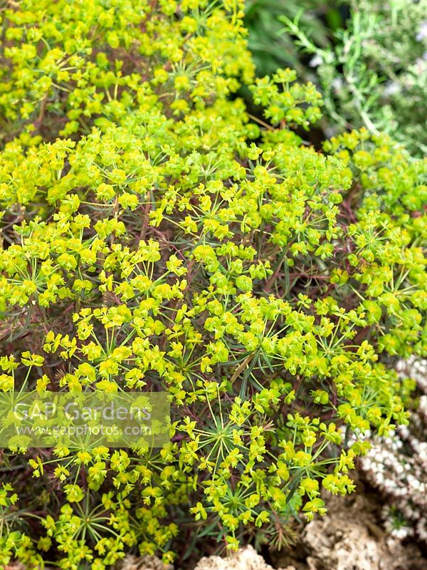 Euphorbia cyparissias Clarice How