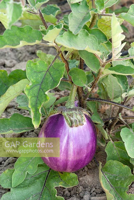 Solanum Violette di Firenza