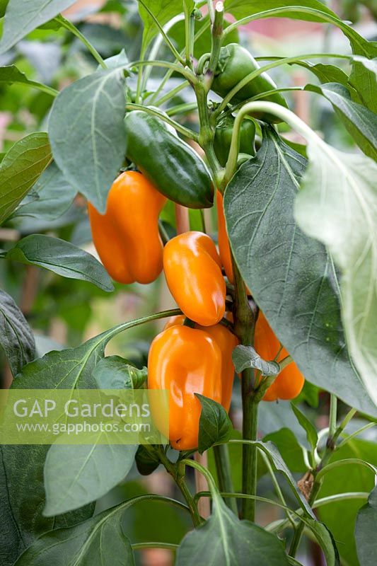 Capsicum annuum Pick-A-Pep ® Snack Pepper Orange