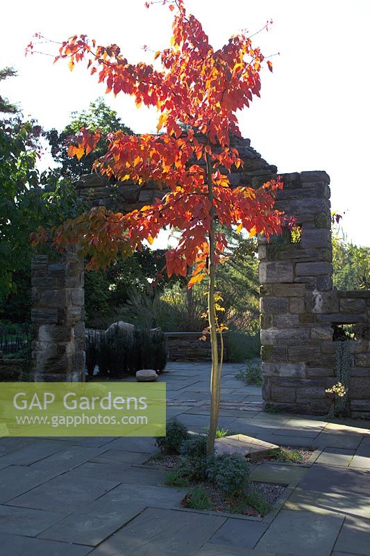 Acer davidii in the Ruin Garden at Chanticleer Garden, Pennsylvania