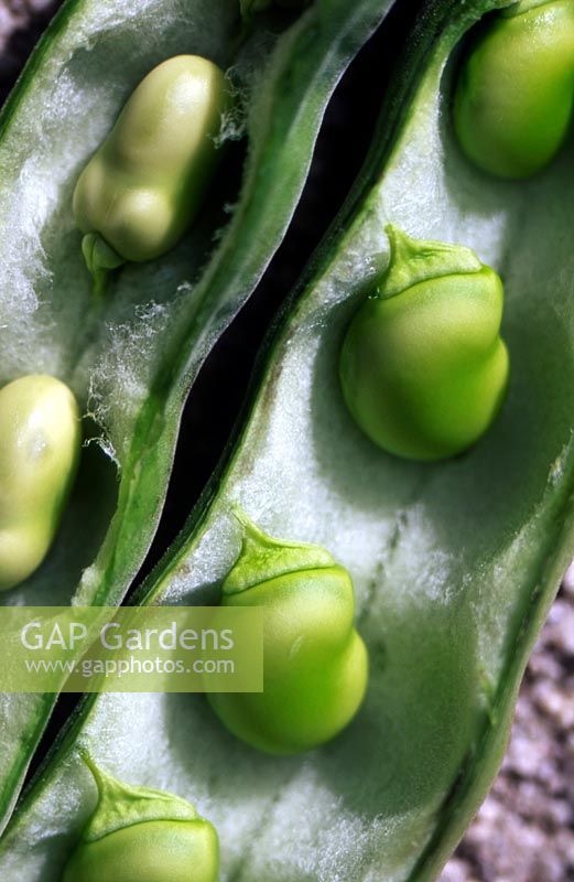 Broad bean pods Green beans in an open pod