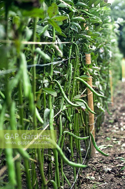 Crop of Imperial Green Longpod Broadbeans growing in rows supported by wooden posts wire