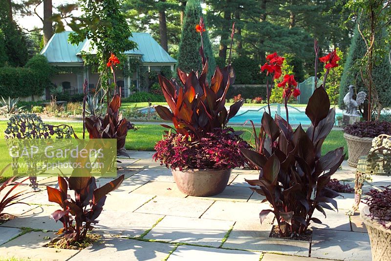 Red flowered Canna sp in containers on patio. Terrace Garden, Chanticleer Garden, Pennsylvania.